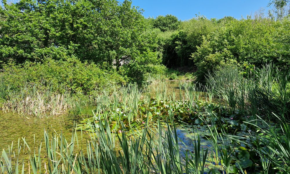 Pond in Woodlands