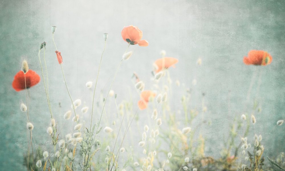 A poppy field.