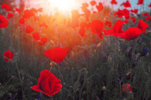 poppies-remembrance-2019